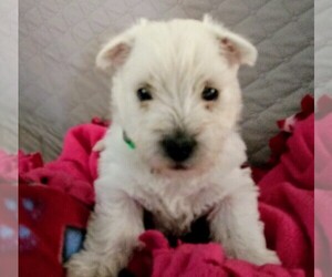 West Highland White Terrier Puppy for sale in ZWOLLE, LA, USA