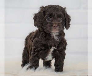Cock-A-Poo Puppy for sale in FREDERICKSBG, OH, USA