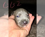 Small Photo #4 American Bully Puppy For Sale in PEWEE VALLEY, KY, USA