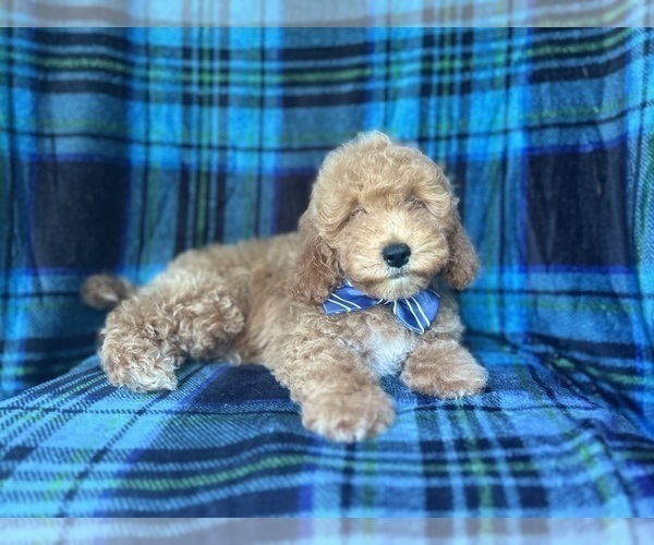 Medium Photo #6 Cock-A-Poo Puppy For Sale in LAKELAND, FL, USA