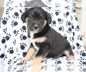 English Cream Golden Retriever-Mutt Mix Puppy for sale in SHILOH, OH, USA