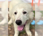 Small #4 Great Pyrenees