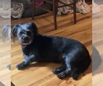 Small #2 Mutt