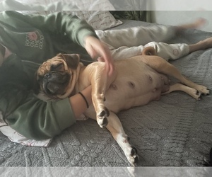 Pug Puppy for sale in SAINT CLOUD, MN, USA