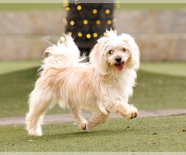 Medium Photo #6 Havamalt Puppy For Sale in McKinney, TX, USA