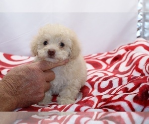 Poodle (Miniature) Puppy for sale in DYERSBURG, TN, USA