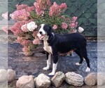 Small Photo #1 Border Collie Puppy For Sale in FREDERICKSBURG, OH, USA