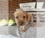 Puppy Puppy 9 orange Labrador Retriever