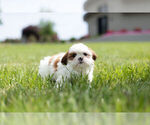 Small Photo #8 Shih Tzu Puppy For Sale in WARSAW, IN, USA
