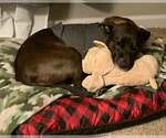 Small #8 Labrador Retriever Mix