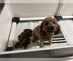 Small #4 Goldendoodle (Miniature)
