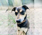 Small #1 Rottweiler Mix