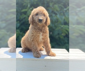 Goldendoodle Puppy for sale in SHELBYVILLE, KY, USA