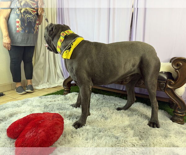 Medium Photo #3 Mutt Puppy For Sale in Goodyear, AZ, USA