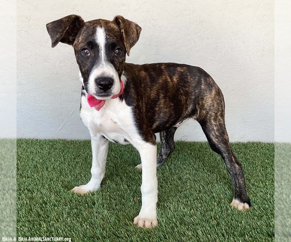 Medium Photo #3 Boxer-Plott Hound Mix Puppy For Sale in San Diego, CA, USA