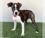 Small #2 Boxer-Plott Hound Mix