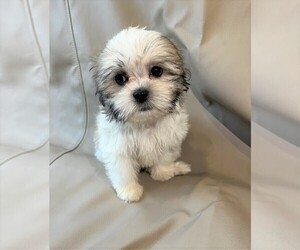 Mal-Shi-Shih Tzu Mix Puppy for sale in LOS ANGELES, CA, USA