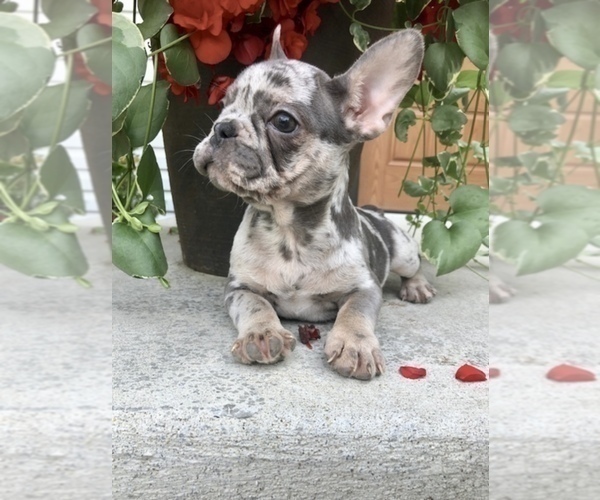 Medium Photo #4 French Bulldog Puppy For Sale in MILLERSBURG, OH, USA