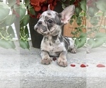 Small Photo #4 French Bulldog Puppy For Sale in MILLERSBURG, OH, USA