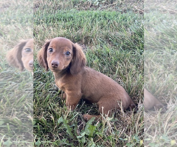 Medium Photo #4 Dachshund Puppy For Sale in CANOGA, NY, USA