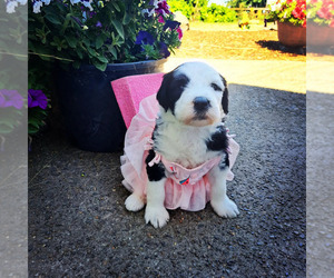 Sheepadoodle Puppy for sale in SALEM, OR, USA