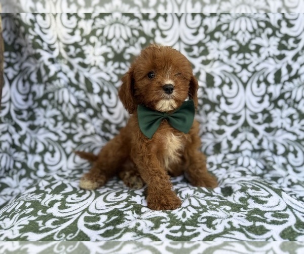 Medium Photo #8 Cavapoo (Miniature) Puppy For Sale in LAKELAND, FL, USA