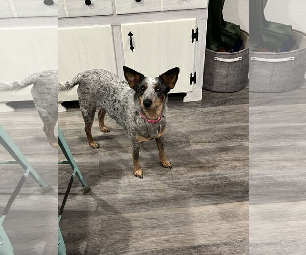 Medium Photo #4 Mutt Puppy For Sale in Dallas, TX, USA