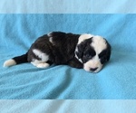 Small #10 Aussiedoodle