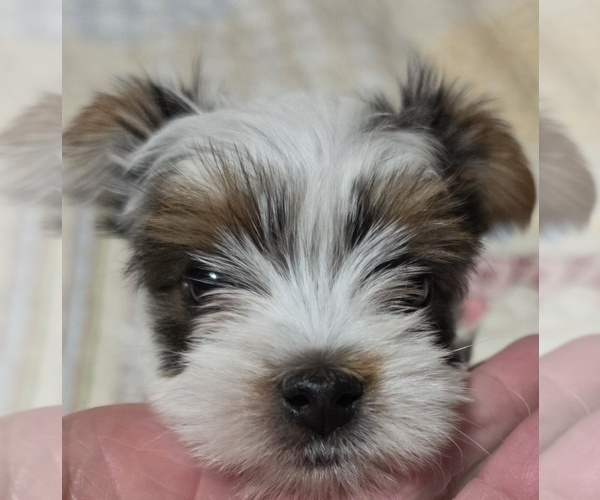 Medium Photo #1 Yorkshire Terrier Puppy For Sale in MADISON, WI, USA