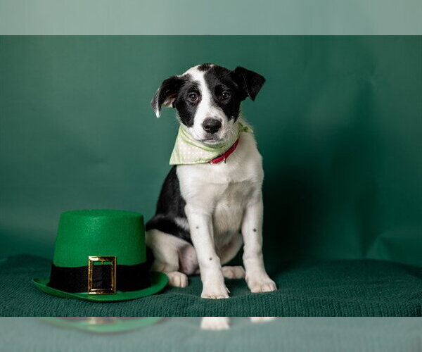 Medium Photo #1 Border Collie-Unknown Mix Puppy For Sale in Ames, IA, USA