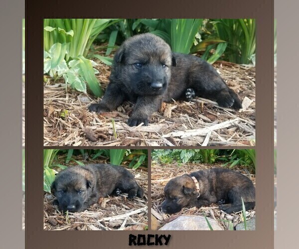 Medium Photo #7 German Shepherd Dog Puppy For Sale in BROOKFIELD, MO, USA