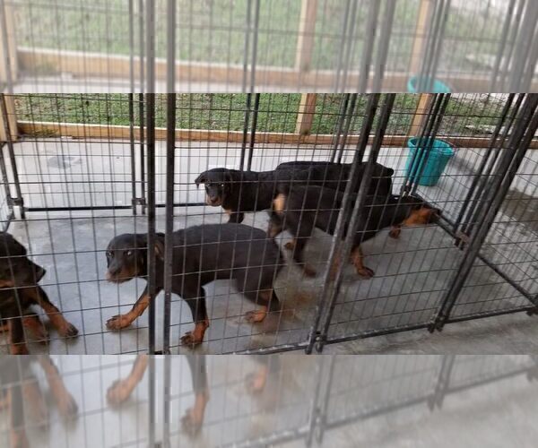 Medium Photo #77 Rottweiler Puppy For Sale in RIEGELWOOD, NC, USA