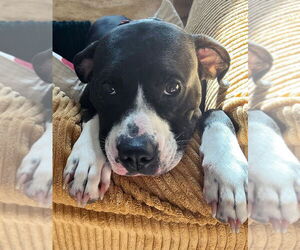American Pit Bull Terrier-American Staffordshire Terrier Mix Dogs for adoption in Caribou, ME, USA