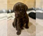 Small Photo #5 Labrador Retriever Puppy For Sale in CAPITOLA, CA, USA