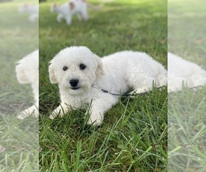 Bichpoo Puppy for Sale in CANOGA, New York USA