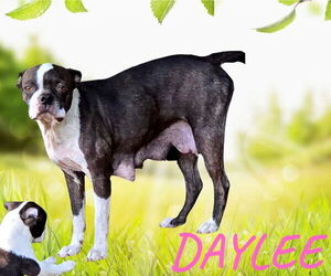 Mother of the Boston Terrier puppies born on 04/08/2025
