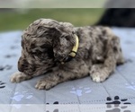 Small Photo #24 Goldendoodle Puppy For Sale in HOWARD CITY, MI, USA