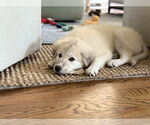 Small #1 Great Pyrenees Mix