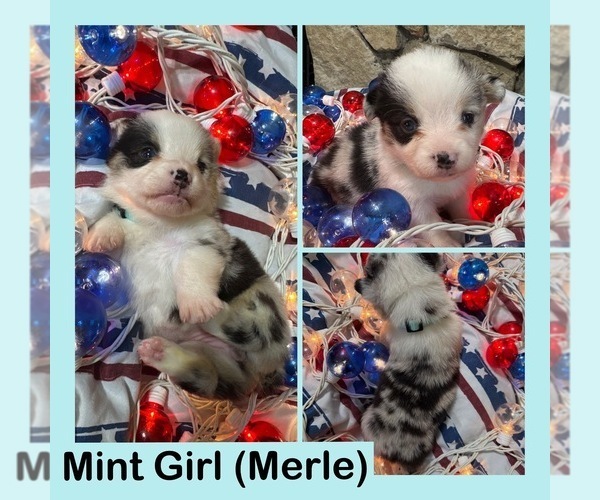 Medium Photo #3 Cardigan Welsh Corgi-Pembroke Welsh Corgi Mix Puppy For Sale in ALEXANDRIA, IN, USA