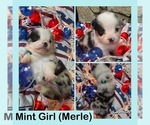 Small #2 Cardigan Welsh Corgi-Pembroke Welsh Corgi Mix