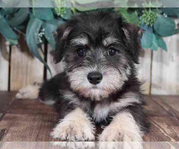 Medium Photo #2 Schnoodle (Miniature) Puppy For Sale in MOUNT VERNON, OH, USA
