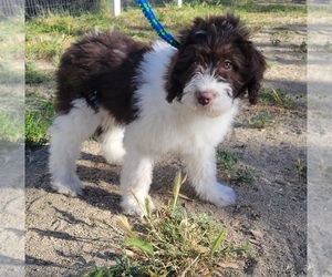 Aussiedoodle Puppy for sale in RAMONA, CA, USA
