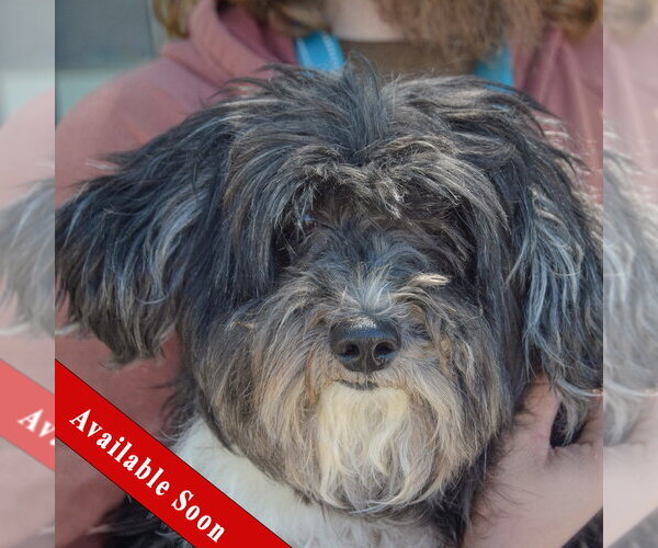 Medium Photo #1 Shih Apso Puppy For Sale in Huntley, IL, USA