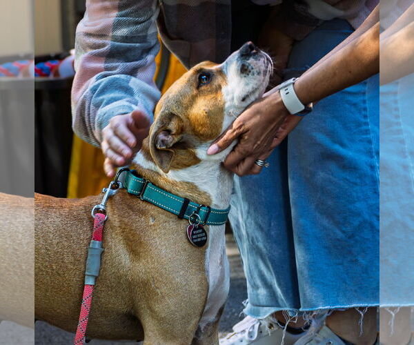 Medium Photo #3 American Staffordshire Terrier-Unknown Mix Puppy For Sale in Arlington, VA, USA