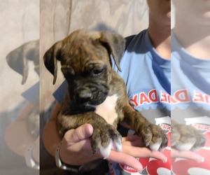 Boxer Puppy for sale in GLENWOOD, IN, USA
