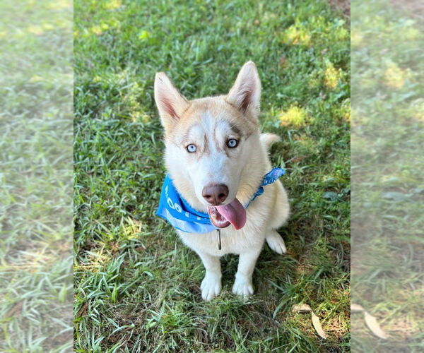 Medium Photo #4 - Mix Puppy For Sale in Bryant, AR, USA