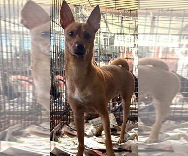 Medium Photo #3 Chihuahua-Unknown Mix Puppy For Sale in Virginia Beach, VA, USA