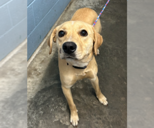 Labrador Retriever-Unknown Mix Dogs for adoption in Evansville, IN, USA
