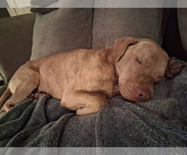 Medium Photo #7 Mutt Puppy For Sale in Abbeville, LA, USA