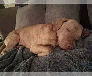 Bruce - Male Mutt Dog for Adoption - Photo #7